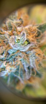 IMG_20250113_070749_HDR[1].jpg