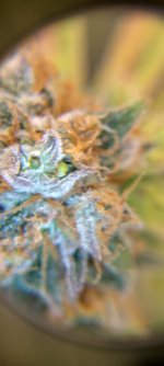 IMG_20250113_070745_HDR[1].jpg