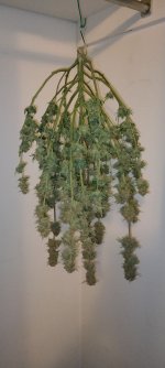 IMG_20250123_111416[1].jpg