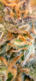 IMG_20250126_101413_HDR[1].jpg