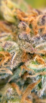 IMG_20250126_101410_HDR[1].jpg