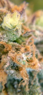 IMG_20250126_101405_HDR[1].jpg