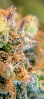 IMG_20250126_101403_HDR[1].jpg
