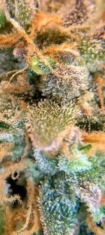 IMG_20250126_101352_HDR[1].jpg