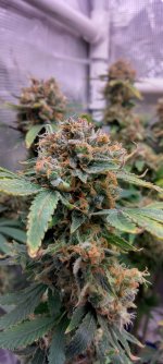 IMG_20250126_101200_HDR[1].jpg