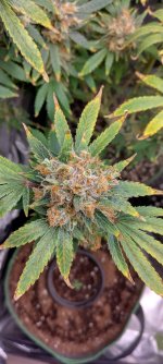 IMG_20250126_101147_HDR~3[1].jpg