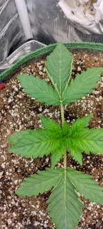 Leaf_Curl[1].jpg