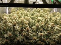 photo179474.jpg