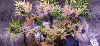 planta 1 sick.jpg