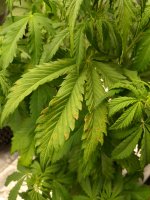 IMG_20250403_200944_054.jpg