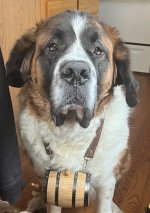 Winston the Resque Dog.jpg