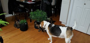 PetParty.jpg