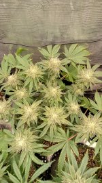 IMG_20250420_091558_HDR[1].jpg