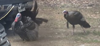 TURKEY 1.jpg