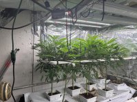 Pineapple Express Clones 4-27-25.jpg