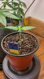 IMG_20250527_123203_HDR[1].jpg