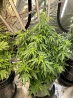 photo181189.jpg
