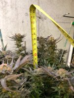 MIsty Kush Bud Height  1-19-19  10 weeks after flip.jpg