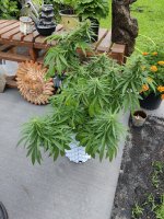 IMG_20250705_105132.jpg