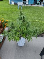 IMG_20250705_105119.jpg