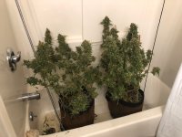 Two Chicks In the Tub.jpg