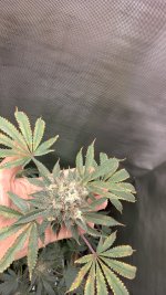 IMG_20250722_132834_HDR.jpg