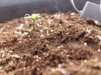photo182734.jpg