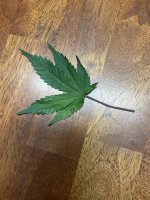 IMG_6365.jpg