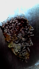 photo182987.png