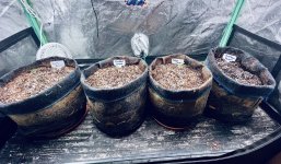 photo182990.jpg