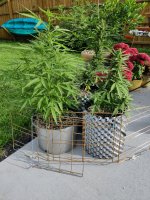 IMG_20250808_174826.jpg