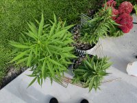 IMG_20250808_175024.jpg