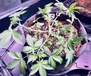 photo183802.jpg