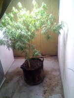 IMG_20250723_162327_514.jpg