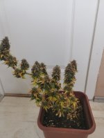 IMG_20251026_090702.jpg
