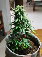 Gorilla Glue Dec 1 2005.jpg