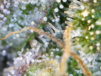 Image_2025-11-28 12_10_04_178.png