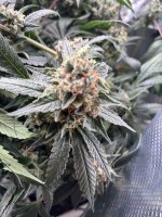 Sour Diesel at 7 weeks of flower.jpg