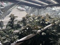 Sour Diesel before chopping.jpg