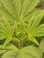 IMG_20260204_104138.jpg