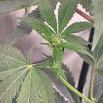 Plant2.jpg