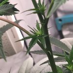 Plant5.jpg
