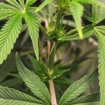 Plant6.jpg