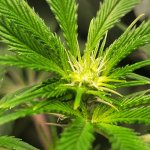 Plant4.jpg