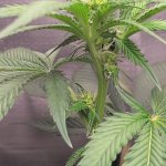 Plant3.jpg