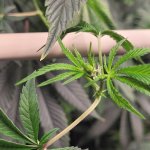 Plant9.jpg