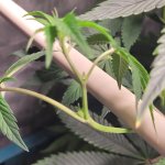 Plant7.jpg