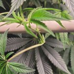 Plant8.jpg