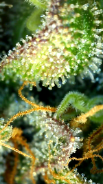 2026_02_16_04_47_07_078.png