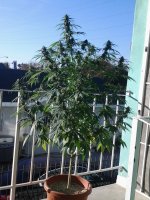 cannabis-plant-growing-balcony.jpg